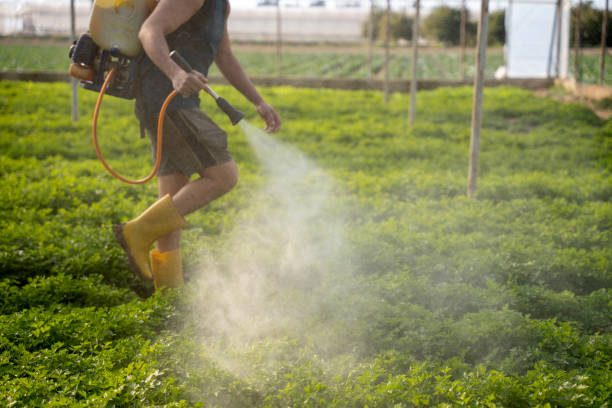 Best Mosquito Control Services  in Palm Shores, FL