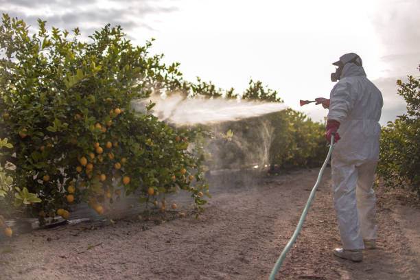 Best Insect Control  in Palm Shores, FL
