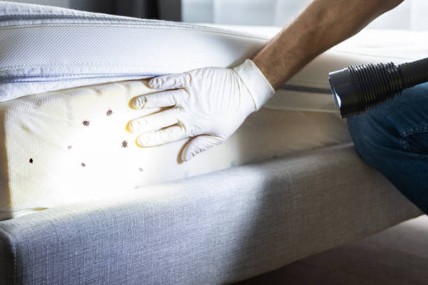 Best Ant Control Services  in Palm Shores, FL