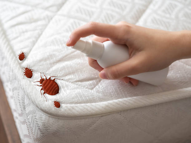 Best Termite Control Services  in Palm Shores, FL