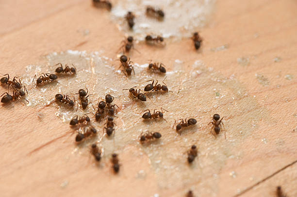 Best Exterminator Services  in Palm Shores, FL